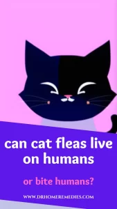 Can cat fleas live on humans or Bite humans