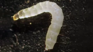 Cat flea larva