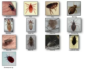 lice, bed bugs and fleas