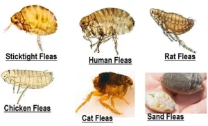 Different types of fleas