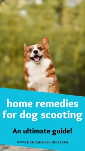 Home remedies for dog scooting