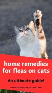 Home remedies for fleas on cats