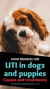 Home remedies for UTI in dogs and puppies