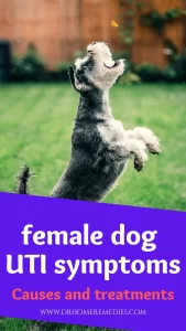 Female dog UTI symptoms