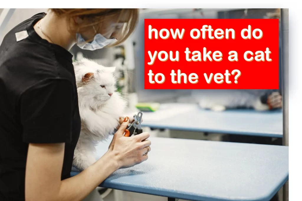 how often do you take a cat to the vet