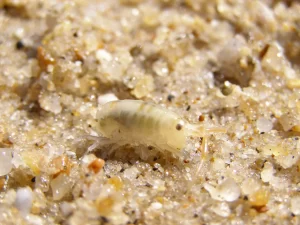 what do sand fleas look like to the human eye