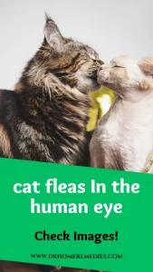 What do cat fleas look like to the human eye