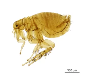 how rat flea looks like to human eye 