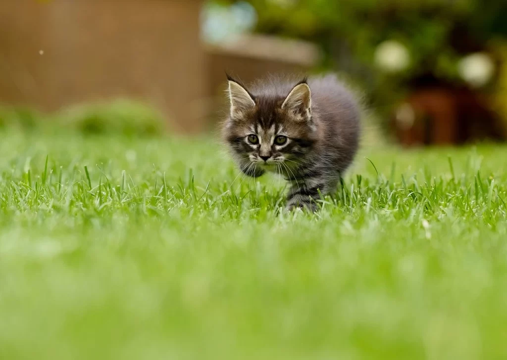 kitten prolapse home treatment