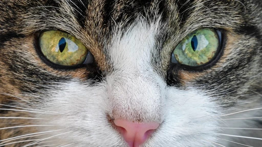 Cat conjunctivitis: Home remedies and treatments