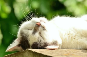 Home remedies for lethargic cat