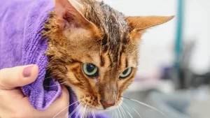 bathing cat to remove fleas