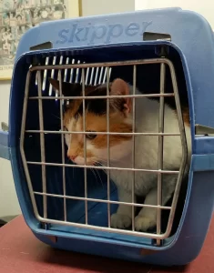 preparing cat for vet visit