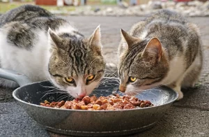 proper diets for a cat with Vestibular disease