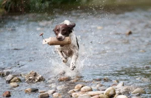 physical activity and dog scooting