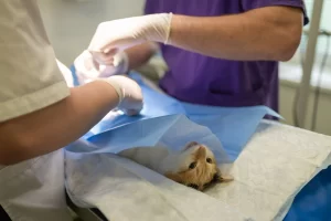 seeing a vet for cat flea