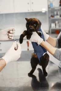 kitten prolapse medical treatment