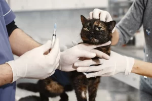 The importance of vaccination in preventing feline calicivirus