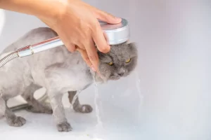 Bathing and grooming for mange in cats