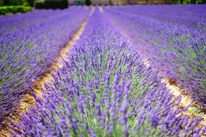 Lavender as home remedies for cat in heat