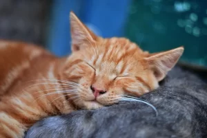 Provide a comfortable and stress-free environment for cat with mouth sores