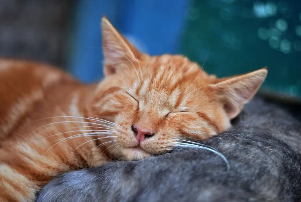 feline calicivirus treatment at home