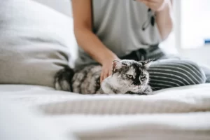 massaging cat as home remedies for cat in heat