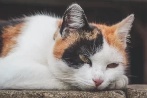 Vestibular disease in cats: Home treatments