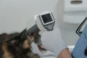 physical examination during pet visit