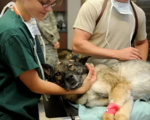 dog scooting consult vet