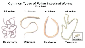 different types of intestinal parasites in cats