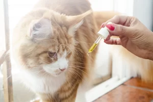 medications OTC medicines for weepy eyes in cats