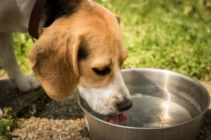 Feeding and hydration tips for dogs with dry heaving