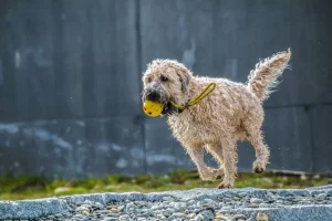 Maintaining a healthy weight for dogs with acid reflux