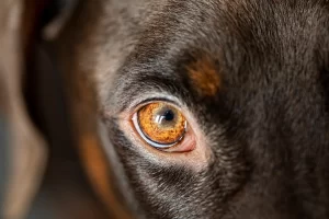 home treatments for jaundice dogs