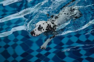 swimming can help with dog wheezing