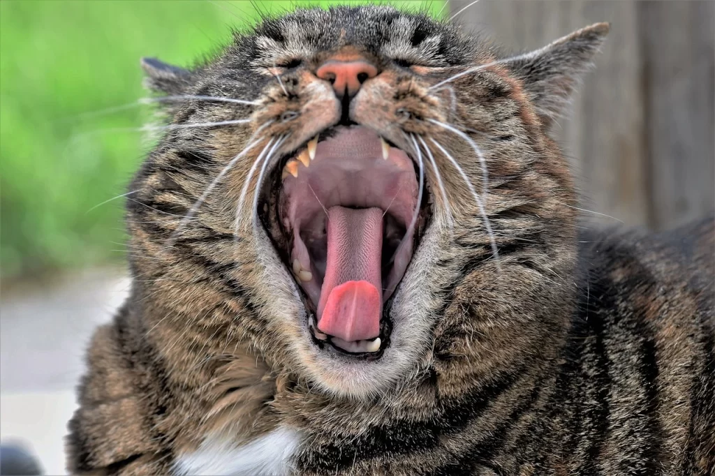 Stages of oral cancer in cats