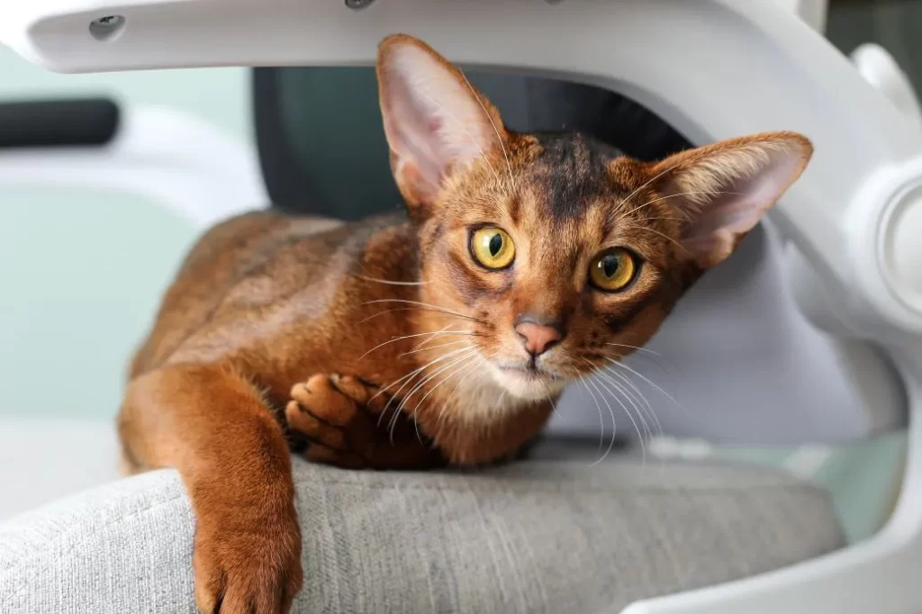 Abyssinian cat