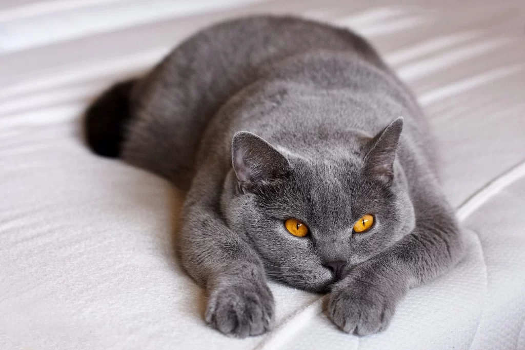 British Shorthair cat