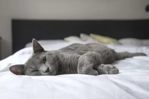 Home Remedies for Cat Peeing on Bed