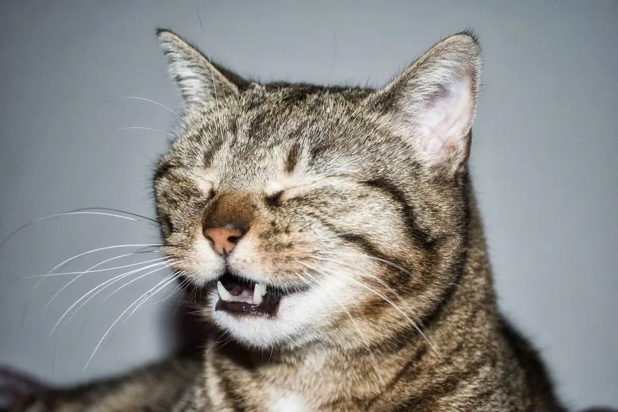 Home Remedies for Cat Sneezing