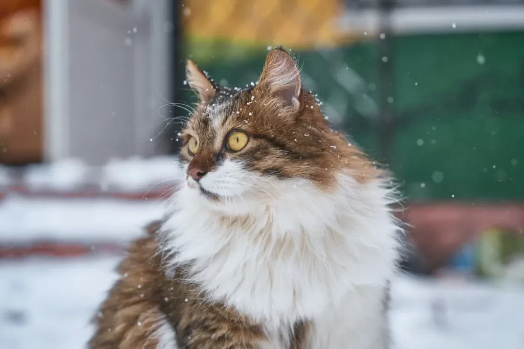 Norwegian Forest Cat