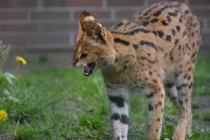 Serval Cat