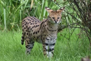 F1 Savannah Cat