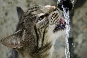 The Importance of Hydration for Cats with Feline Herpes