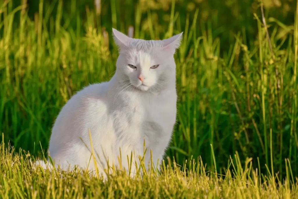 Turkish Angora cat