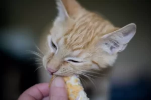 What Do Cats Like to Eat