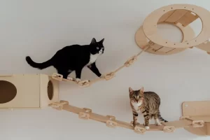 What do cats like to do