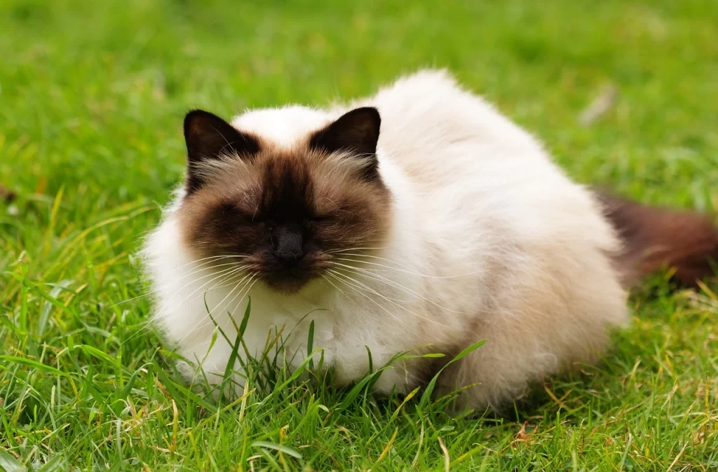 Himalayan cat