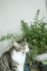 cat vomiting